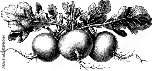Vintage radish bunch with stems sketch for retro design