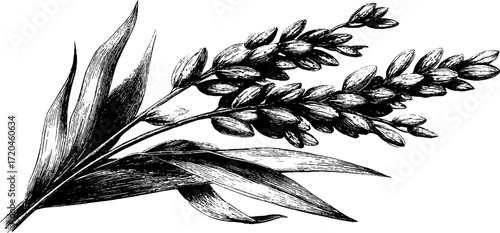 Vintage rice stalk with grains sketch for botanical design and decoration