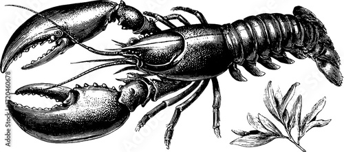 Vintage hand-drawn illustration of river crayfish with detailed claws and foliage