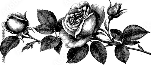 Vintage rose flower sketch with detailed petals for design and decoration