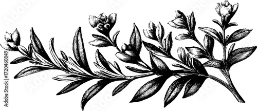 Detailed hand drawn rosemary sprig with leaves for herbal design and prints