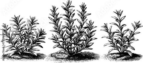 Vintage hand drawn rosemary bush sketch for botanical designs