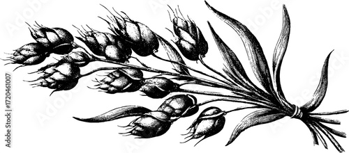 Vintage rye sheaf bundle hand drawn illustration for retro design and print