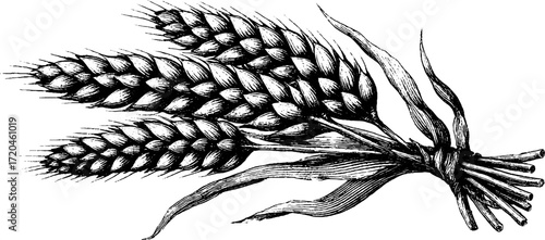 Vintage illustration of rye sheaf bundle for retro design and decor