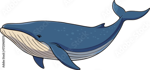 シロナガスクジラのイラスト