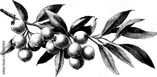 Vintage sea buckthorn berry illustration – detailed hand-drawn botanical art for design