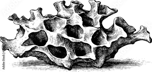 Detailed vintage sketch of sea sponge with porous texture for retro designs