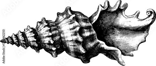 Intricate spiral seashell design for nature-inspired vintage decoration