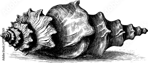 Detailed spiral seashell engraving for vintage nautical design
