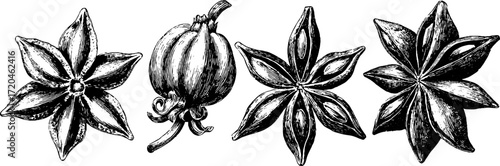Vintage hand-drawn illustration of star anise and spice elements