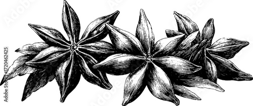 Vintage illustration of star anise with pointed segments for design and decor