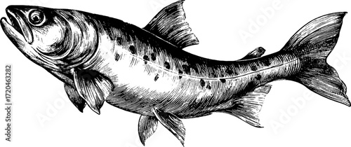 Vintage hand drawn illustration of trout with streamlined body for design