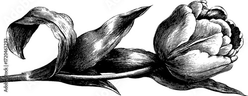 Vintage hand drawn illustration of tulip flower with stem engraving for retro design