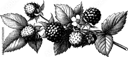 Vintage illustration of wild strawberry with small fruit cluster and leaves for design purposes