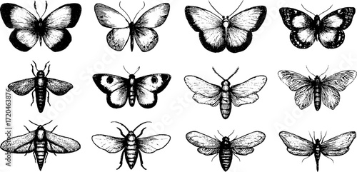 Vintage butterfly species collection - hand drawn engravings for nature art and design