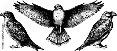 Vintage bird illustration set featuring buzzard, kite, goshawk, and harrier for retro design projects