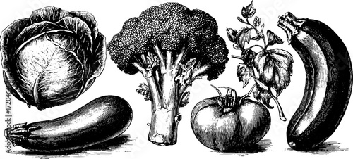 Vintage hand drawn vegetable illustration set featuring cabbage, broccoli, cucumber, tomato, and eggplant