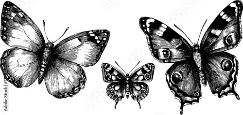 Vintage butterfly collection featuring cabbage white and painted lady for design and decoration