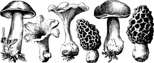Vintage mushroom illustration set featuring chanterelle, porcini, and morel for retro design