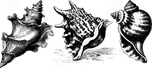 Vintage shell collection: conch, cowrie, and whelk sketch for retro design and craft projects