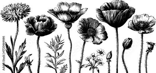 Vintage floral arrangement of cornflowers, daisies, and poppies - retro hand drawn design for botanical art decor