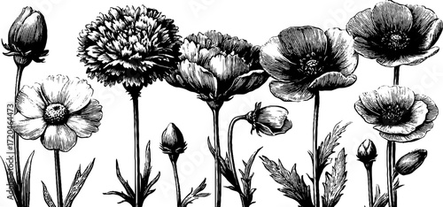 Vintage floral illustration of cornflowers, daisies, and poppies – perfect for design projects