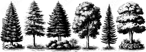 Vintage forest path illustration set featuring trees, bushes, and shrubs for nature design
