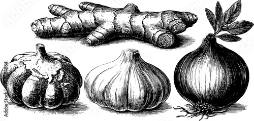 Vintage sketch of ginger, turmeric, garlic, and onion for culinary design