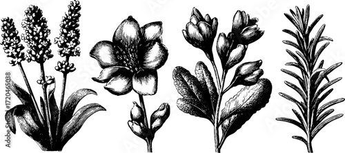 Vintage botanical collection of lavender, sage, thyme, and rosemary for design and decoration