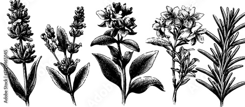 Botanical collection of lavender, sage, thyme, and rosemary for herbal designs