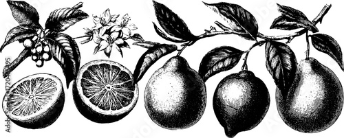 Vintage citrus fruits set with orange, lemon, lime, grapefruit - hand drawn engraving for design