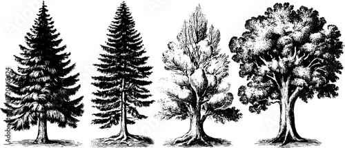 Vintage hand drawn illustration set of pine, spruce, and oak trees silhouette for nature design