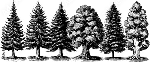 Vintage hand drawn set of pine, spruce, and oak trees – perfect for labels and retro designs