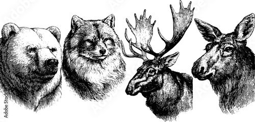 Vintage arctic wildlife illustrations of polar bear, arctic fox, walrus, and more