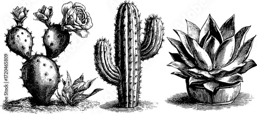 Vintage cactus and succulent collection: prickly pear, agave, and aloe for botanical design