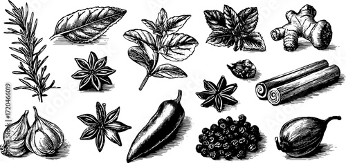 Vintage herb and spice sketch set for culinary art and design