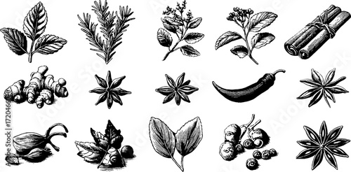 Herb and spice collection: rosemary, thyme, basil, mint, and more for culinary and aromatic uses