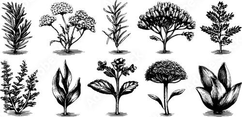 Vintage herb illustrations of rosemary, thyme, mint, sage, and dill for design and decoration