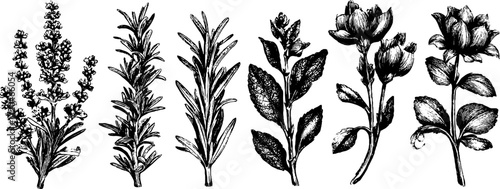Vintage botanical sketch set: rosemary, thyme, mint, sage, and dill for herbal design