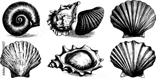 Vintage collection of spiral and scallop shells - hand drawn illustrations for design and decoration
