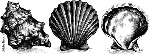 Vintage sea shell collection: spiral and scallop shells hand drawn design