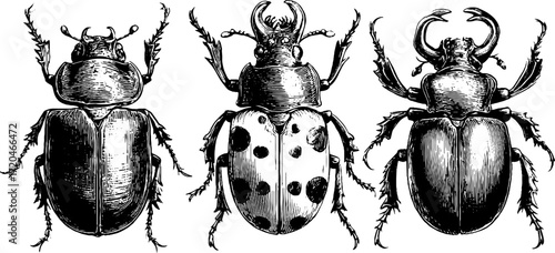 Vintage insect illustration set featuring stag beetle and ladybird for retro design