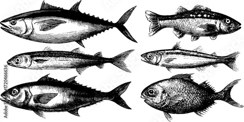 Vintage hand drawn engravings of tuna, cod, and mackerel fish set for retro design