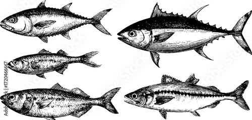 Vintage hand drawn illustration set of tuna, cod, and mackerel fish for classic marine design