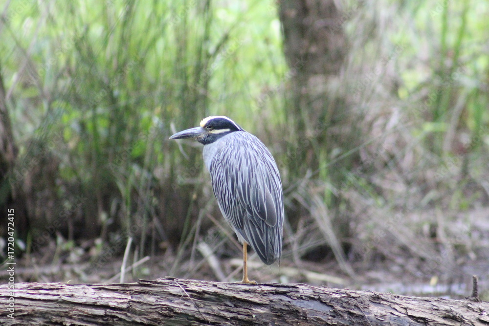 Fototapeta premium Yellow crowned night heron