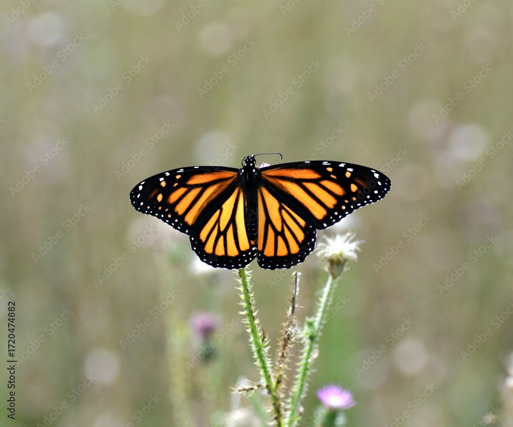 Obraz premium butterfly on a flower