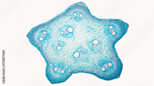 Cross-section of Loofah (Luffa sp.) stem under microscope. Cross-section of a dicot stem