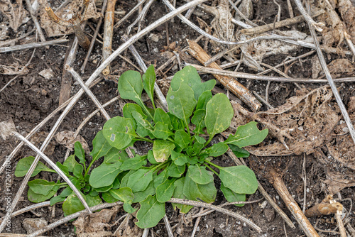 Field pennycress weed growing in soybean field after harvest. Winter annual weed control, herbicide application, and agriculture concept.