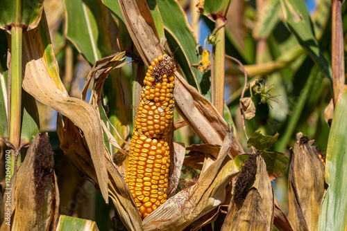 Fotografija Corn ear malformation with abnormal kernel set