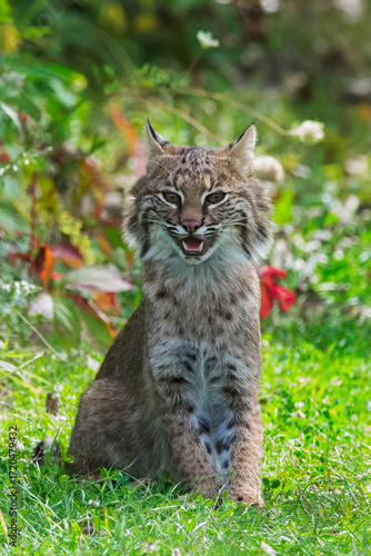 Photography Vertical image of sitting wild cat.